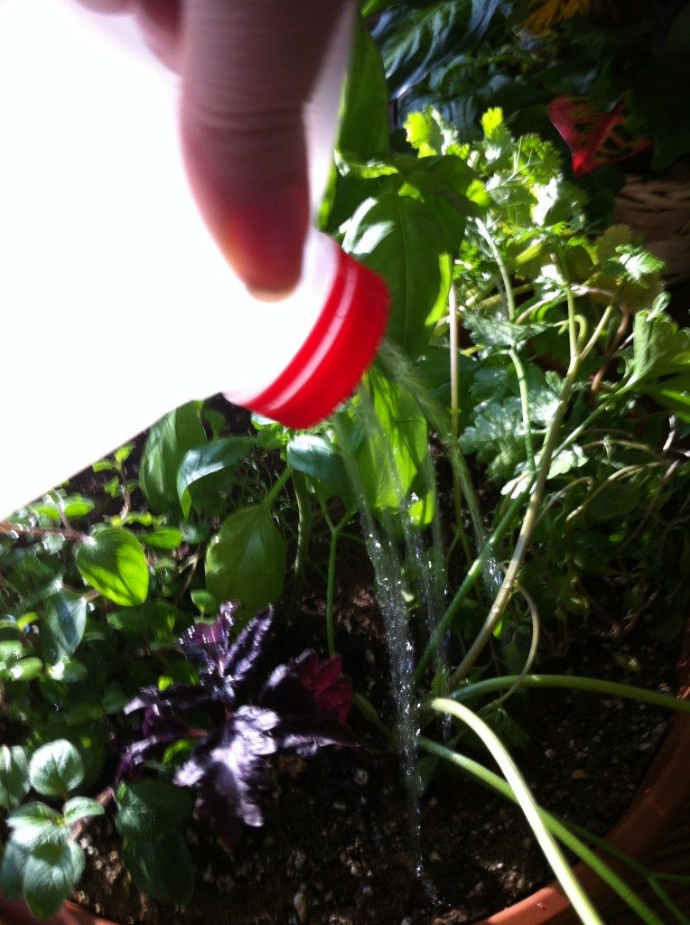 Pinterest Try it Out Tuesday: DIY Watering Can