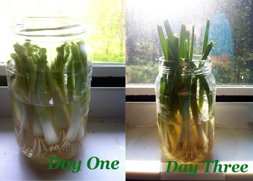Naturally Frugal: Re-Growing Green Onions
