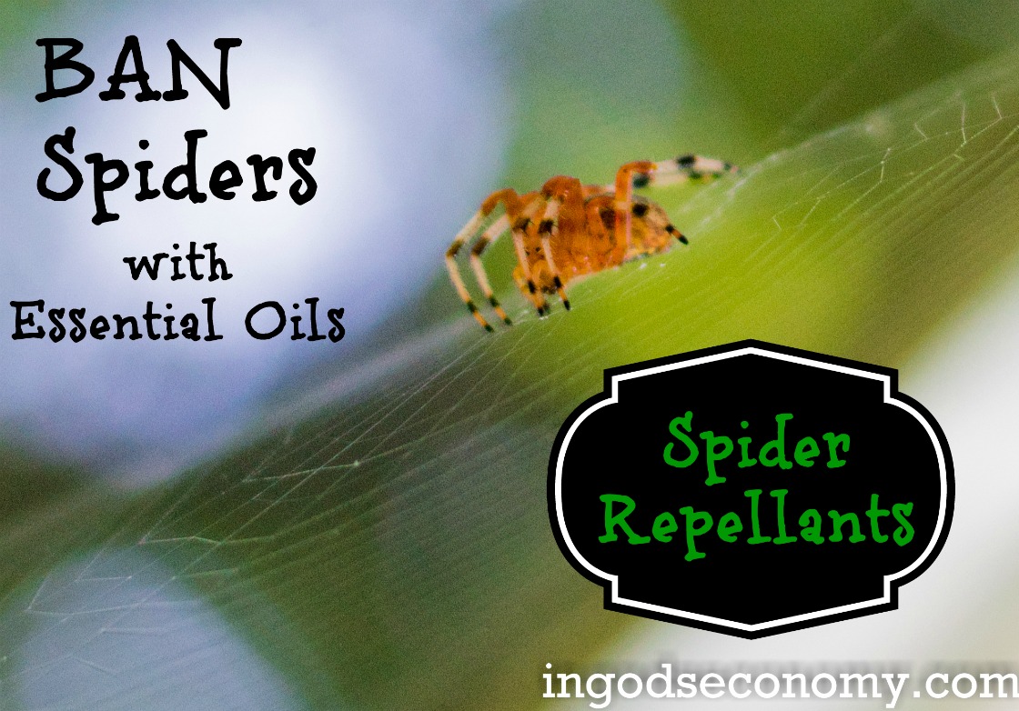 Ban Spiders from Your Home with Essential Oils!